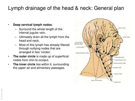 Lymph Drainage Of The Head And Neck General Plan • Deep Cervical Lymph