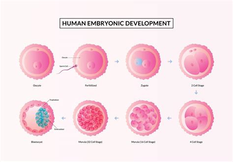 La Primera Semana De Embarazo Etapas Del Desarrollo Embrionario Humano
