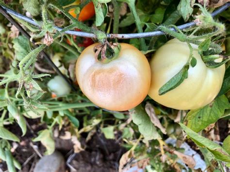 Sacramento Digs Gardening Whats Wrong With My Tomatoes
