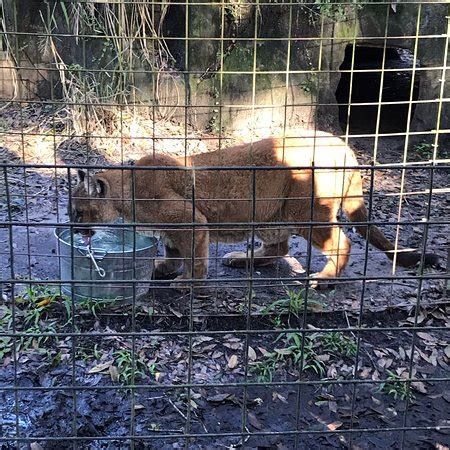Big cat rescue is an accredited sanctuary dedicated to providing a permanent home for rescued big cats. Big Cat Rescue (Tampa) - 2019 All You Need to Know BEFORE ...