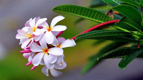 Plumeria Exotic Drop Freshness Sharpness Hd Flowers Wallpapers Hd