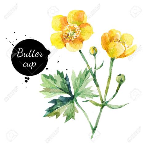 Buttercup Flower Drawing At Getdrawings Free Download