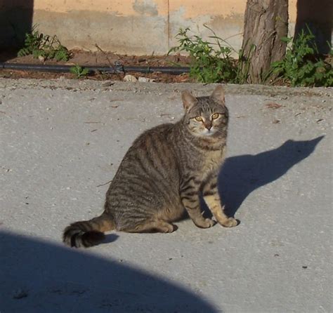 Felis Catus Cat Felis Silvestris Catus