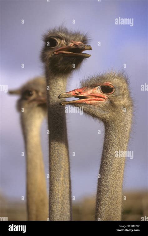 Close Up Photos Of Ostriches Looking At Camera Stock Photo Alamy