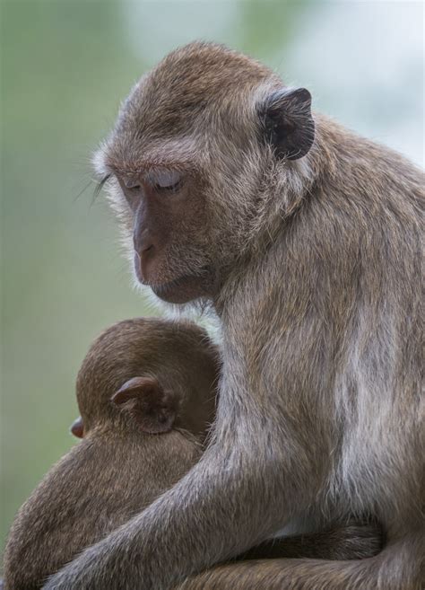 Long Tailed Macaque Mother And Baby Sean Crane Photography