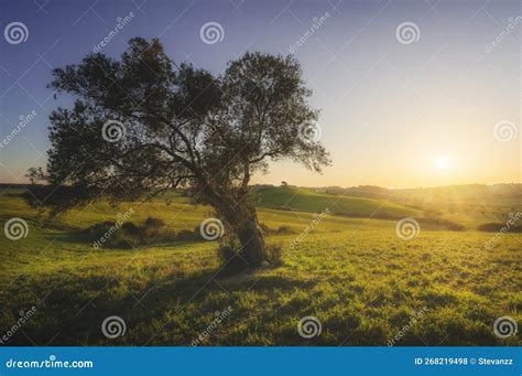 Olive Tree At Sunset Maremma Countryside Landscape Bibbona Tuscany