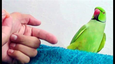 How To Train Your Parrot To Perch On Hand YouTube