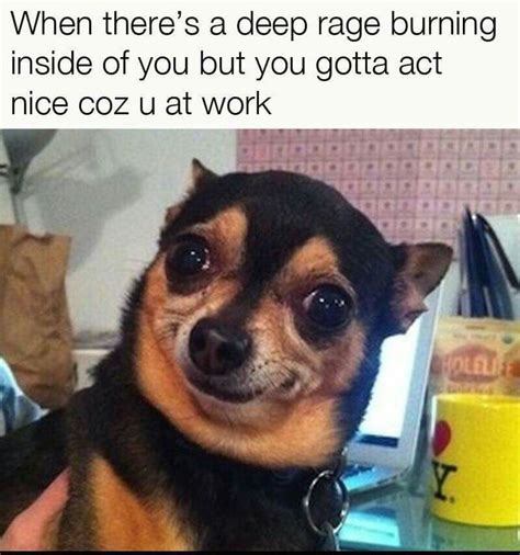 24 Dog Hates You Memes Factory Memes