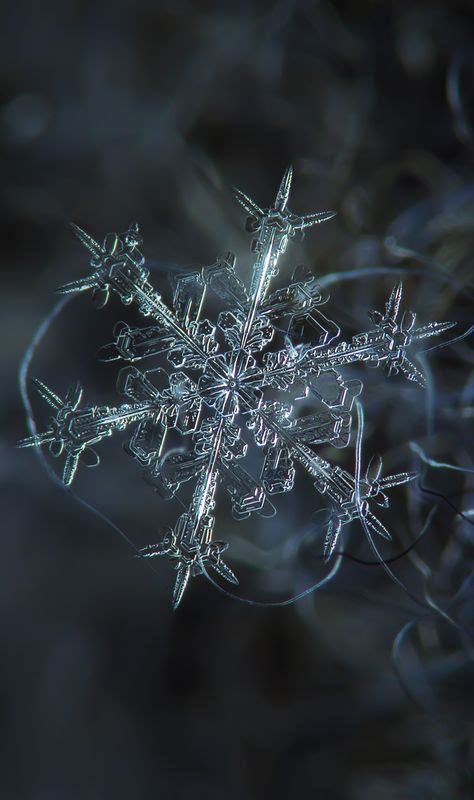 37 Best Real Snowflakes Images Snowflakes Snowflake Photos Winter
