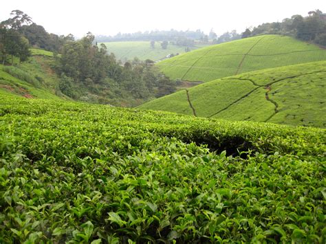 #bruno barbey #photography #nature #landscape photography #tea plantation #sri lanka #the hundreds panorama #thehundredspanorama #tea plantation #malaysia #tilburg #the hood snake. AidWorker: Tea Plantation