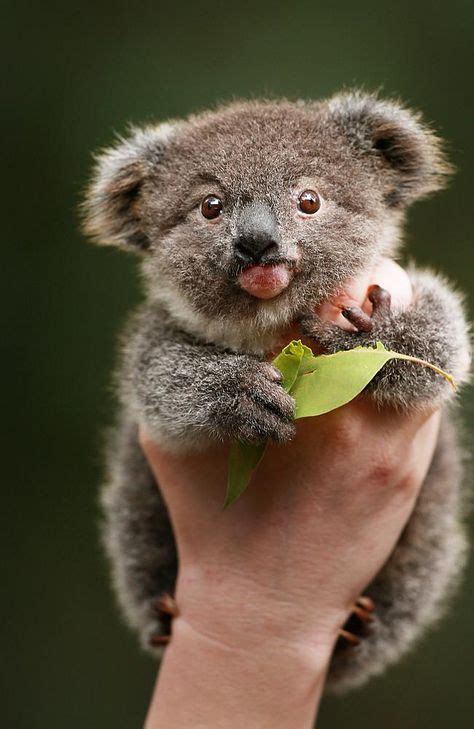 These Pictures Of Archer The Baby Koala Will Instantly Improve Your