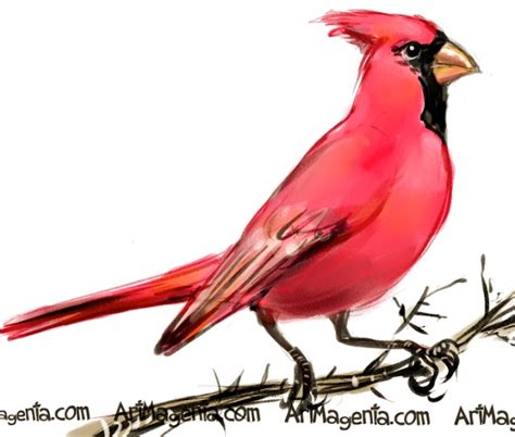 How to draw a cartoon red cardinal birdhope you enjoy it like and share this video if you like it!subscribe for new videos. Birds: Northern Cardinal