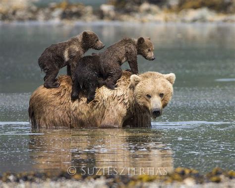 Mom And Baby Bears In Water Photo Baby Animal Prints By Suzi