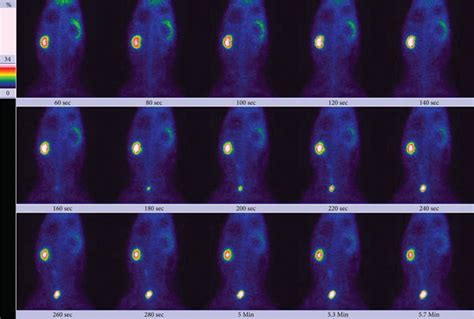 Results Of Dynamic Renal Scintigraphy At Baseline In The Rabbit The
