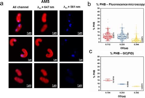 Single Cell Quantification Of Phb Using Fluorescence Imaging And