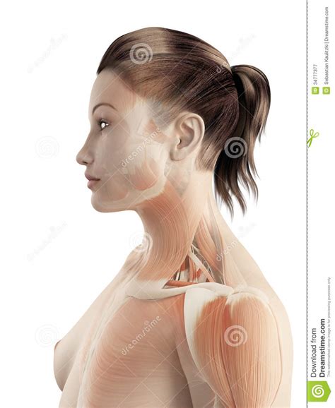 Thoracic inlet centrally scapula posteriorly. The female muscle system stock illustration. Illustration ...