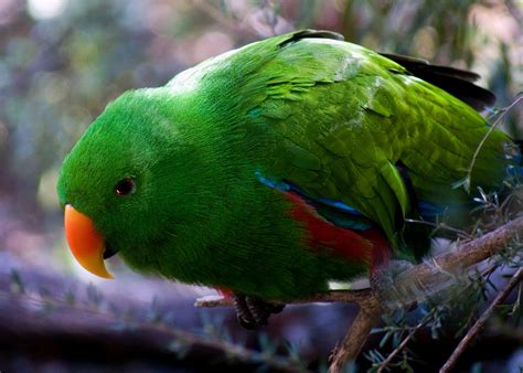 Eclectus Parrot Bird Tropical 26 Wallpapers Hd Desktop And Mobile
