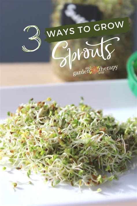 Easy Nutritious And Yummy Three Ways To Grow Sprouts Garden Therapy