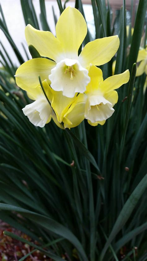 Thankfully Lovely Narcissi Tend To Be Long Lived Bulbs Flickr