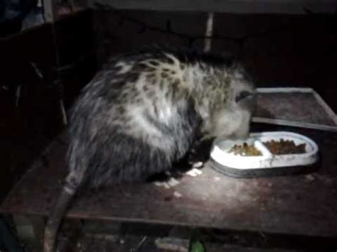 Cats can eat all of these foods. Opossum/Possum Eating Cat Food Outside My Garage Video #2 ...