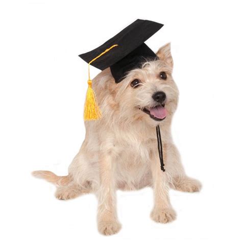 Rubies Graduation Dog Hat Black With Same Day Shipping Baxterboo