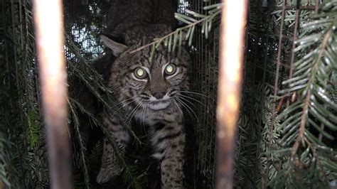 Cage Trapping Bobcats Youtube