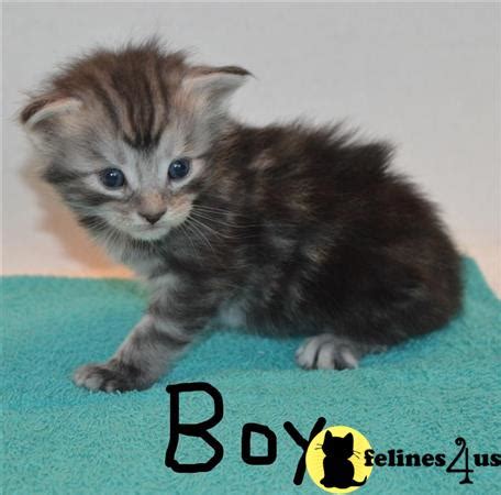 Fashion, home & garden, electronics, motors, collectibles & arts Maine Coon Kitten for Sale: Purebred Maine Coon kittens ...