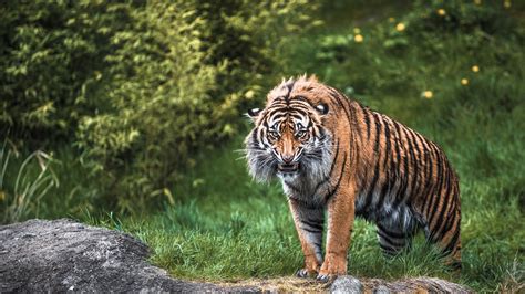 Download Wallpaper 1920x1080 Tiger Aggression Teeth Face Grass Full