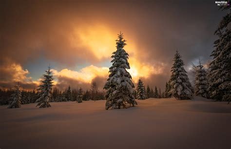 Trees Snow Spruces Snowy Winter Viewes Great Sunsets Beautiful