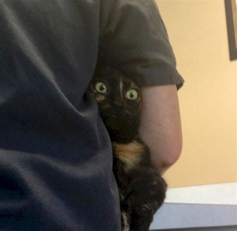 16 Funny Photos Of Cats Who Think Theyre Hiding From The Vet