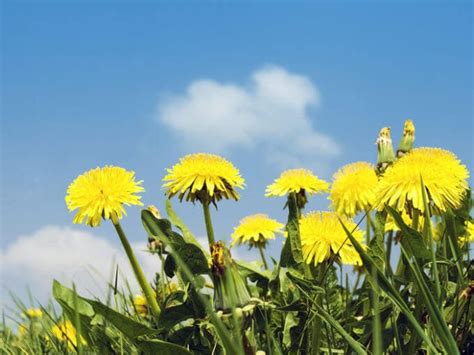Kill Dandelions Naturally And Effectively Greener Ideal