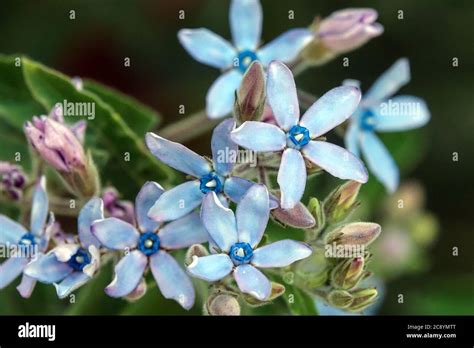 Blue Oxypetalum Coeruleum Stock Photo Alamy