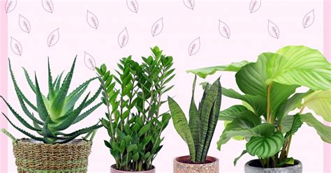 5 Unkillable Houseplants Bathroom Plants Plants Houseplants