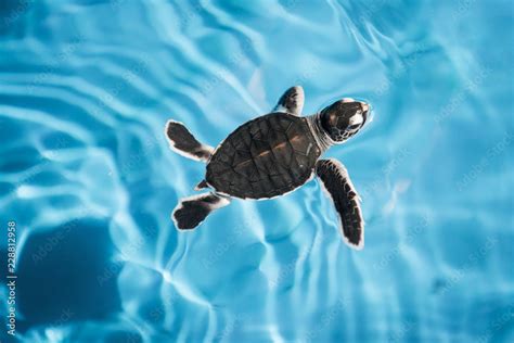 Baby Sea Turtle Swimming In Blue Water Stock Photo Adobe Stock