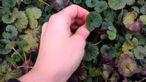 Ground Ivy Identification And Uses Youtube