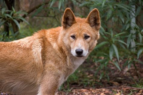 🔥 97 Dingo Wallpapers Wallpapersafari