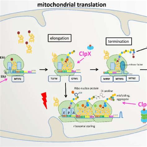 Proposed Roles Of Clpb Clpx And Clpxp In Mitochondrial Translation