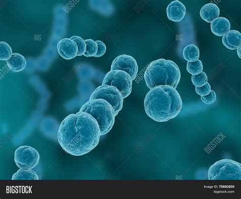 Streptococcus Image And Photo Free Trial Bigstock