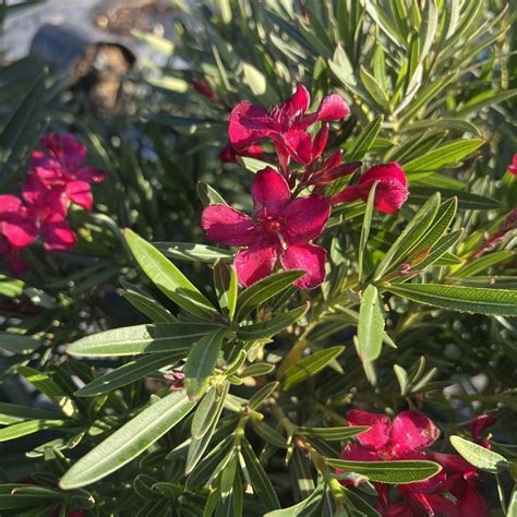 Hardy Red Oleander 3g Growers Outlet Willis Texas Growers Outlet
