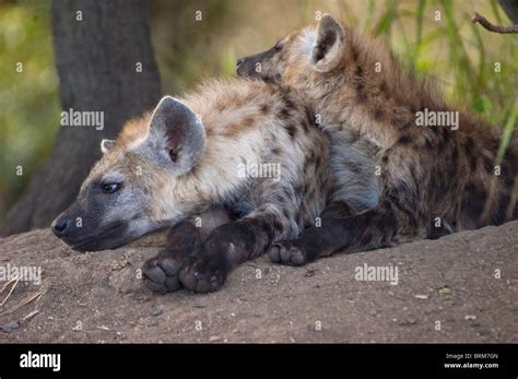 Young Spotted Hyena Lying Down Hi Res Stock Photography And Images Alamy