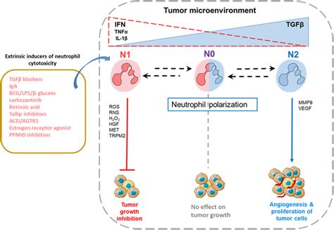 Polarization Of Tumor Associated Neutrophils TAN Neutrophils Are