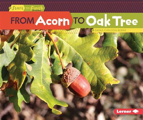 From Acorn To Oak Tree By Emma Carlson Berne Paperback Barnes Noble