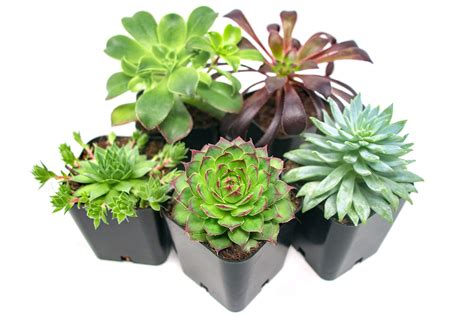Succulent Plants 5 Pack Fully Rooted In Planter Pots With Soil