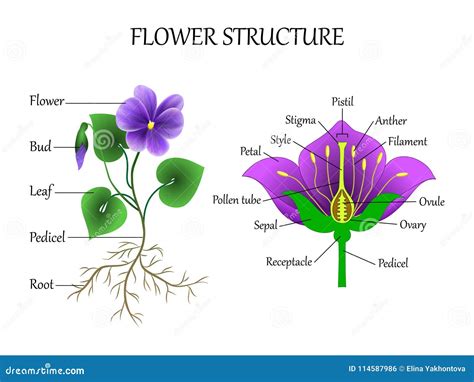 Vector Education Diagram Of Botany And Biology The Structure Of The