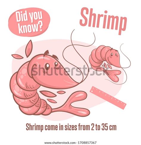 Prawn Interesting Facts About Shrimp Did Stock Vector Royalty Free