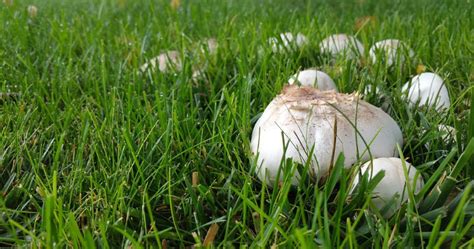 How To Manage Mushrooms Growing In Your Lawn Woodsman Inc