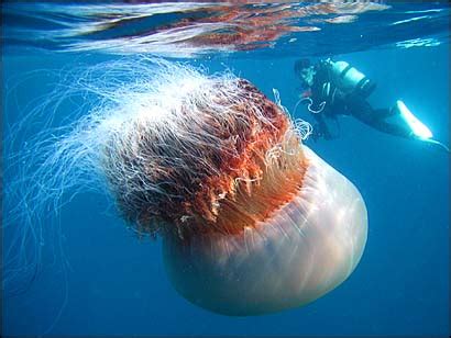 With tentacles up to 120 feet long, some individuals even rival in size the blue whale, the largest animal in. Invertebrate Diversity: Lion's Mane Jellyfish!