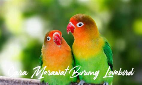 Tips Yang Tepat Dari Cara Merawat Burung Lovebird Embaran Id