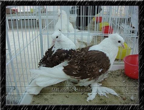 Pigeons For Sale Red Saddle Frillback Pigeons