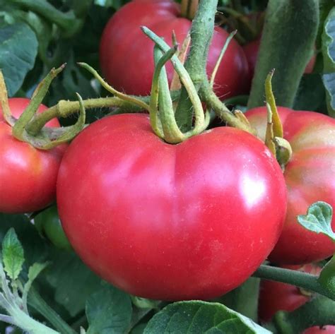 Seeds for Bradley Tomato | Solanum lycopersicum | Amkha Seed